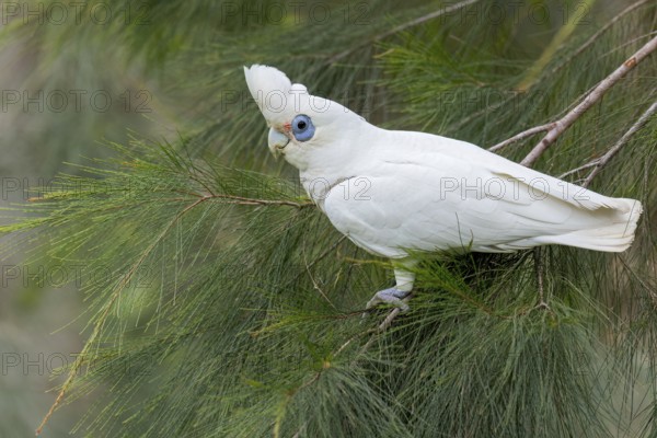 Little Corella (Cacatua sanguinea) perched on a branch in eastern Australia