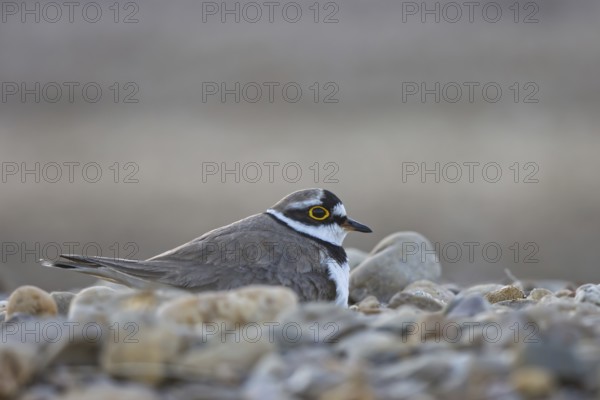 Little Ringed Plover (Charadrius dubius) incubating, North Rhine-Westphalia, Germany