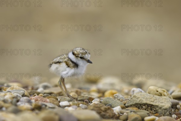 Little Ringed Plover (Charadrius dubius) chick, North Rhine-Westphalia, Germany