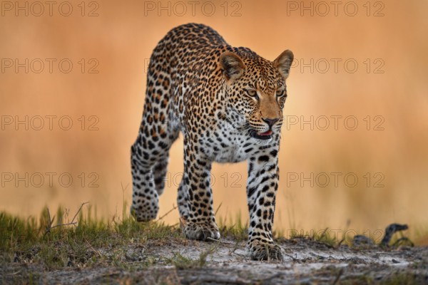 Leopard golden grass sunset, Savuti, Chobe NP, in Botswana, Africa. Big spotted cat in the wild nature. Wildlife Botswana. Wild leopard walk in long gold grass, hot day in Africa
