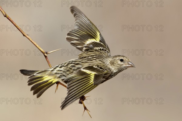 Pine Siskin (Spinus pinus) flying, New Mexico, USA