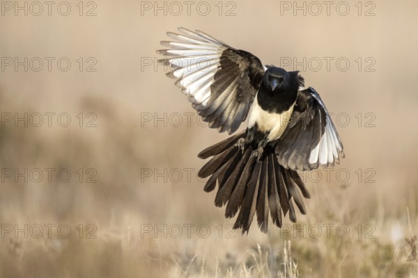 Eurasian magpie (Pica pica) flying, Castile-La Mancha, Spain