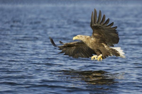 White-tailed Eagle (Haliaeetus albicilla) flying, Nord-Trondelag, Norway