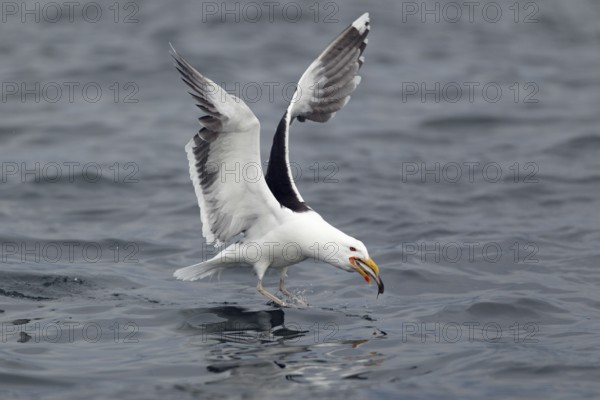 Mantelmöwe; lat. Larus marinus; nimmt im Flug von der Wasseroberfläche einen Fisch auf; Romsdalfjord
