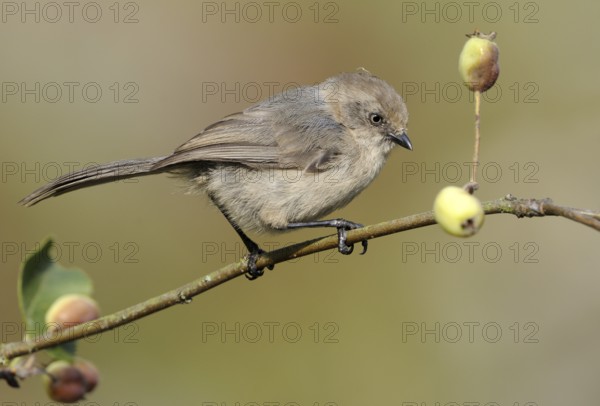 American Bushtit (Psaltriparus minimus), Canada