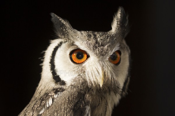 Southern White-faced Owl (Ptilopsis granti) captive, Germany