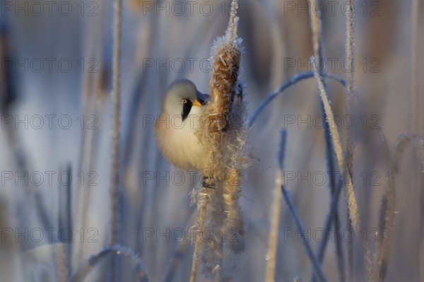 Bearded Reedling (Panurus biarmicus) male feeding on cattail seed, Thuringia, Germany