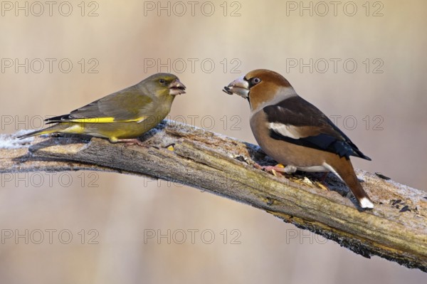 European Greenfinch & Hawfinch (Chloris chloris & Coccothraustes coccothraustes), Saxony-Anhalt, Germany