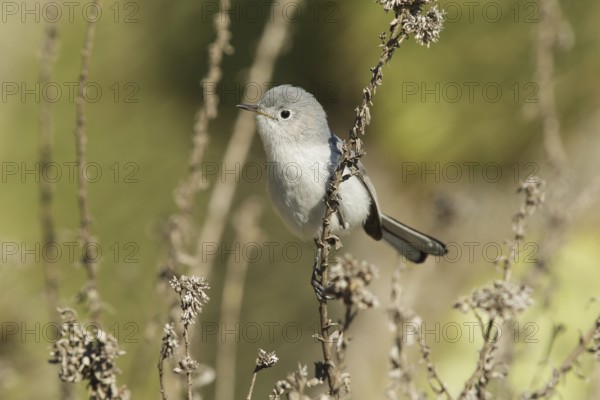 Blue-grey Gnatcatcher (Polioptila caerulea), California, USA