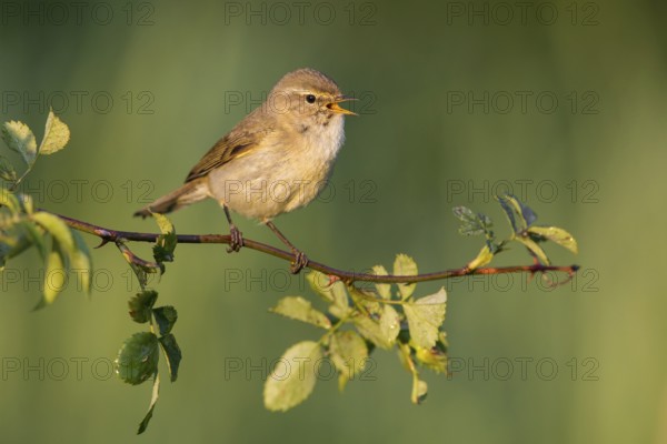 Common Chiffchaff (Phylloscopus collybita) singing from a branch, Poland