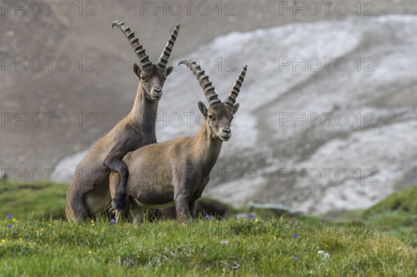 Alpine Ibex (Capra ibex) two males playing in alpine landscape, High Tauern, Carinthia, Austria