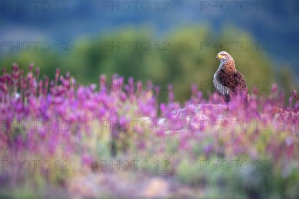 Black Kite (Milvus migrans) amongst flowers, Madrid, Spain