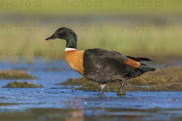 Australian Shelduck (Tadorna tadornoides) male, Victoria, Australia