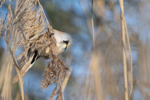 Bearded Reedling (Panurus biarmicus) male feeding on reed seed, Thuringia, Germany