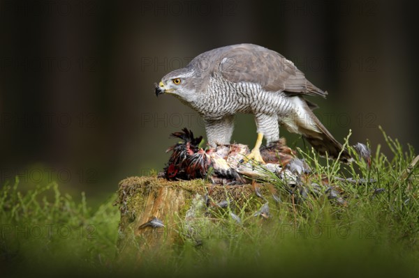 Goshawk with catch, killed Common Pheasant