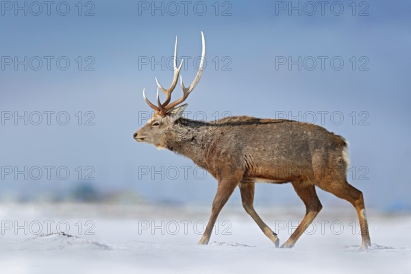 Animal with antler in the nature habitat, winter scene, Hokkaido, wildlife nature, Japan. Hokkaido sika deer, Cervus nippon yesoensis, in the snow meadow, winter mountains and forest in the background