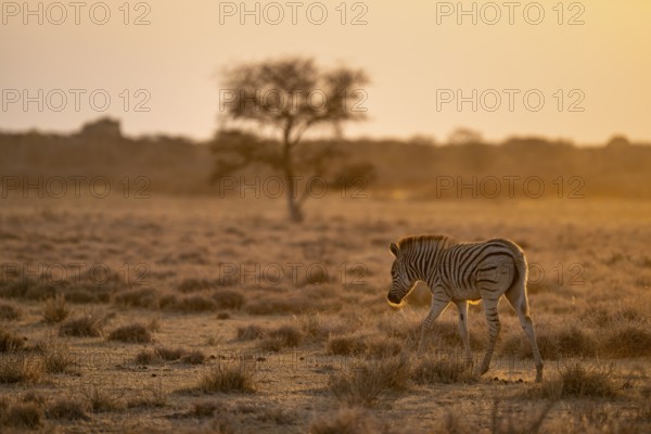 Plains zebra (Equus quagga), young animal, in dry savannah, in the evening light, Kruger National Park, South Africa