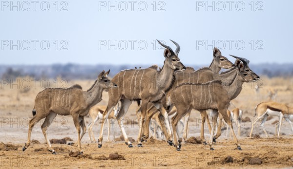 Greater kudu (Tragelaphus strepsiceros), group, drinking at waterhole, Nxai Pan National Park, Botswana