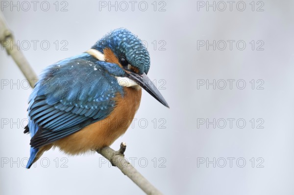 On the lookout... Kingfisher (Alcedo atthis) in winter, sitting on a branch while hunting, looking for prey from there, typical foraging hunter, has individual snowflakes in its plumage on its back, Lower Rhine, North Rhine-Westphalia, Germany, Western Europe