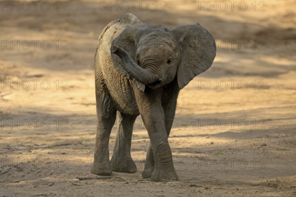 African elephant (Loxodonta africana), young animal, sniffing, trunk, dried up riverbed, Kruger, Kruger National Park, South Africa