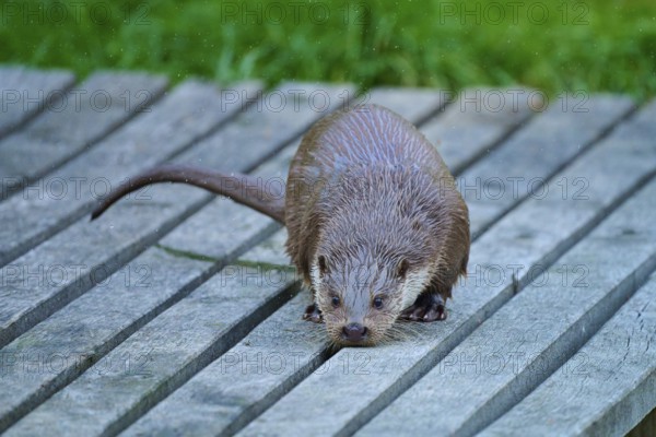 European otter (Lutra lutra), standing with wet fur on a wooden footbridge, Germany