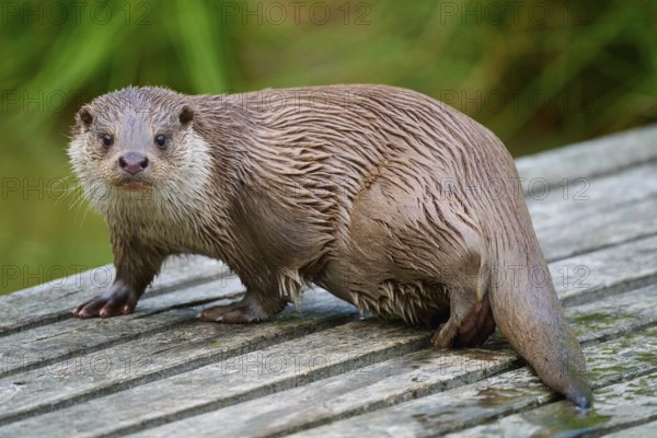 European otter (Lutra lutra), with wet fur sitting on a wooden footbridge, Germany