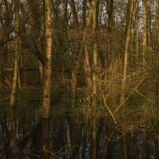At high water levels... near-natural marshy forest, alluvial forest with alders, poplars, ash trees and dense undergrowth, alder forest in the area of a Rhine meander that silted up centuries ago, old Rhine, endangered native nature, unspoilt landscape in North Rhine-Westphalia, Germany, Lanker Bruch, Strümper Bruch, Ilvericher Altrheinschlinge, Meerbusch, Rhein-Kreis Neuss, North Rhine-Westphalia, Western Europe