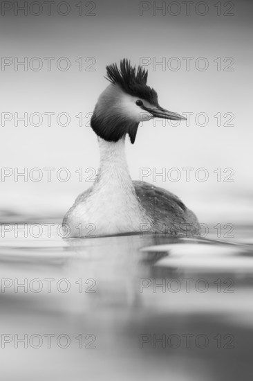 One of our most beautiful native waterfowl... Great Crested Grebe (Podiceps Scalloped ribbonfish), monochrome converted, black and white, no colour, elegant bird swimming, looking around, frontal view, waterfowl, native nature, Lower Rhine, Rhineland, North Rhine-Westphalia, Germany, Western Europe