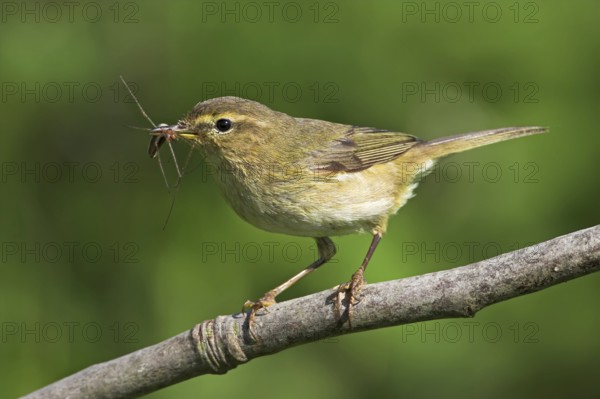 Common Chiffchaff (Phylloscopus collybita), Rhineland-Palatinate, Germany