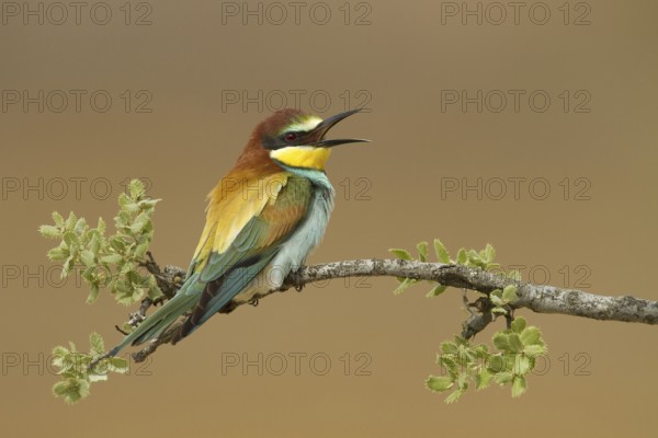 European Bee-eater (Merops apiaster), Portugal
