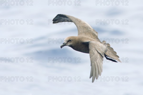 Great-winged Petrel (Pterodroma gouldi) flying, Victoria, Australia