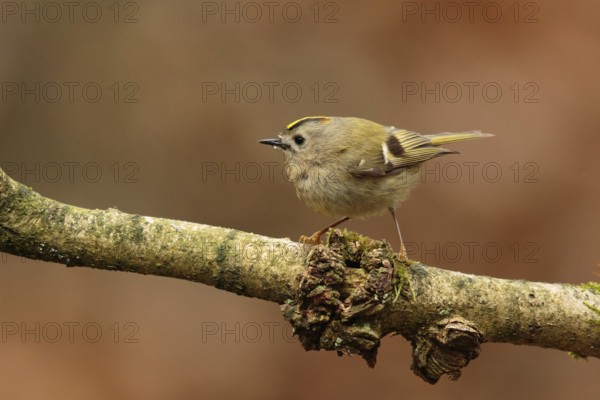 Goldcrest (Regulus regulus), Utrecht, Netherlands