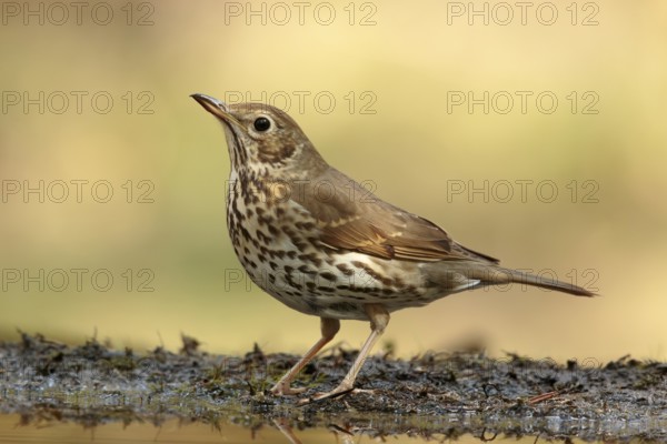 Song Thrush (Turdus philomelos), Utrecht, Netherlands