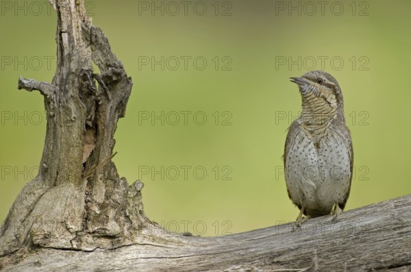 Eurasian Wryneck (Jynx torquilla), Saxony, Germany