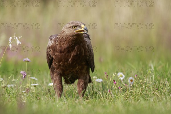 Lesser Spotted Eagle (Clanga pomarina) on grassland, Poland