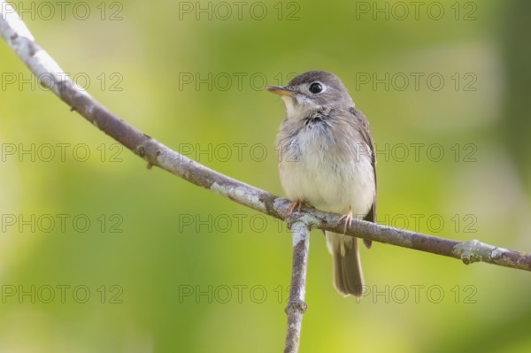 Asian Brown Flaycatcher (Muscicapa dauurica) im Regenwald von Sri Lanka