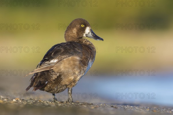 Greater Scaup (Aythya marila) female, Poland