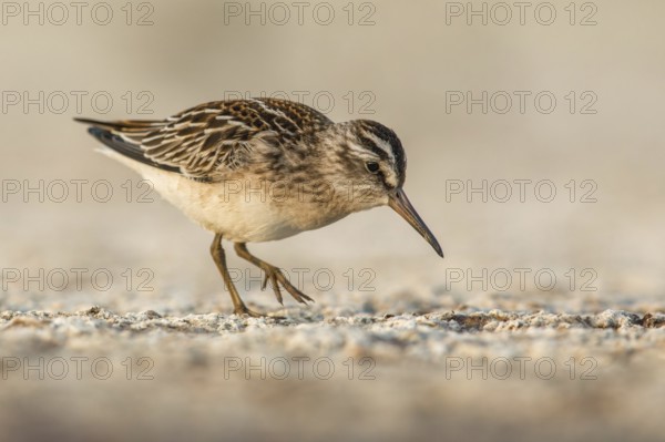 Broad-billed Sandpiper (Calidris falcinellus) foraging, Poland