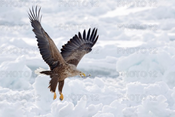 Big eagle with fish, snow sea. Flight White-tailed eagle, Haliaeetus albicilla, Hokkaido, Japan. Action wildlife scene with ice. Eagle in fly. Eagle fight with fish. Winter scene with bird of prey