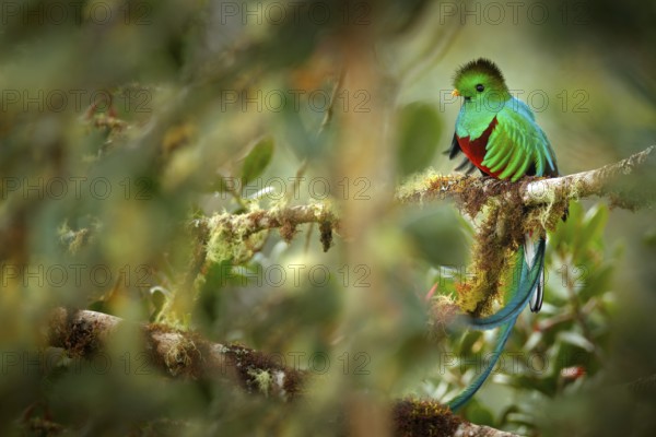 Resplendent Quetzal, Savegre in Costa Rica with green forest in background. Magnificent sacred green and red bird. Detail portrait of beautiful tropic animal. Bird with long tail