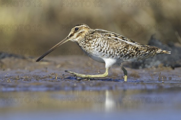 Wilson's Snipe (Gallinago delicata), Manitoba, Canada