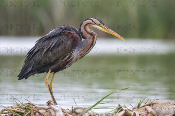 Purple Heron (Ardea purpurea) foraging, Subotica, Serbia