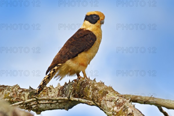 Laughing falcon, Herpetotheres cachinnans, siting on the tree with blue sky, Tarcoles River, Carara National Park, Costa Rica. Bird in the nature habitat. Wildlife, snake hawk in the nature habitat