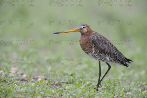 Black-tailed Godwit (Limosa limosa), Lake Neusiedl, Austria