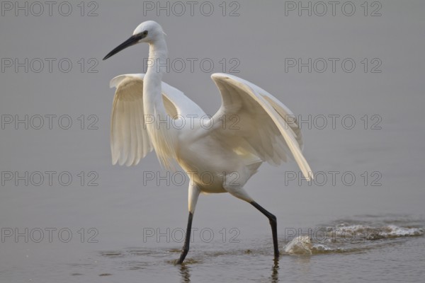 Little Egret (Egretta garzetta) foraging, Mallorca, Spain