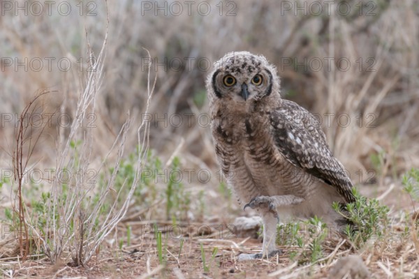 Spotted Eagle-owl (Bubo africanus) juvenile, Northern Cape, South Africa