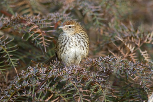 New Zealand Fernbird (Megalurus punctatus), New Zealand