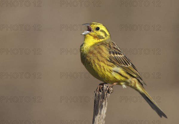 Yellowhammer (Emberiza citrinella) male singing, Mecklenburg-Western Pomerania, Germany