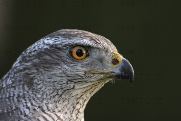 Northern Goshawk (Accipiter gentilis) female, Baden-Wuerttemberg, Germany