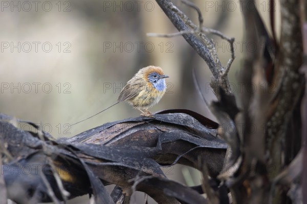 Mallee Emu-wren (Stipiturus mallee) male, Victoria, Australia